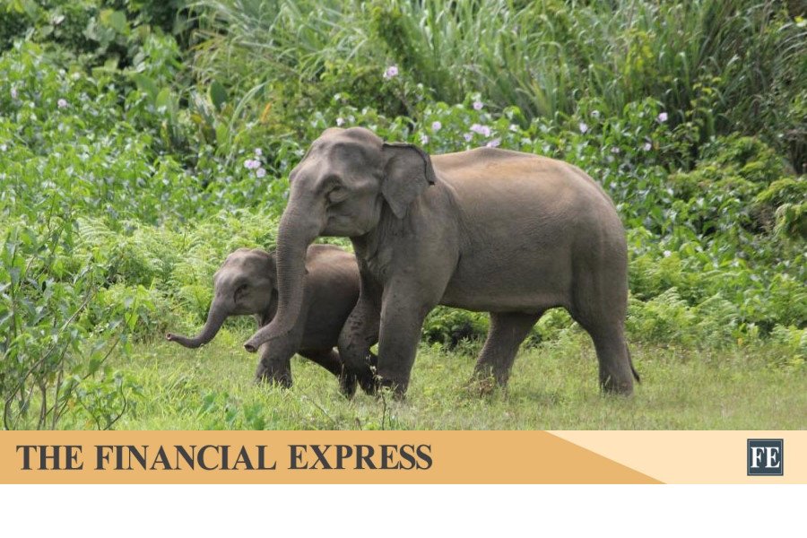 The Silent Extinction: 146 Elephants Lost to Bangladesh’s Environmental Crisis