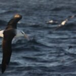 The Wandering Pace: How Albatrosses Rewrite Their Biological Clock in a Volatile World