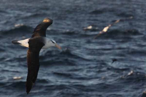 The Wandering Pace: How Albatrosses Rewrite Their Biological Clock in a Volatile World