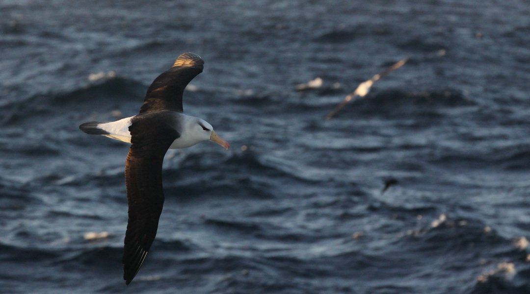 The Wandering Pace: How Albatrosses Rewrite Their Biological Clock in a Volatile World