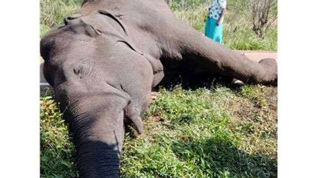 Thirst Turns Fatal: Farmer Arrested After Drought-Driven Elephant Perishes on Electric Fence