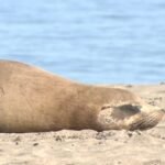 Toxic Tide: Warming Seas and El Niño Claim Sea Lion at Crissy Field
