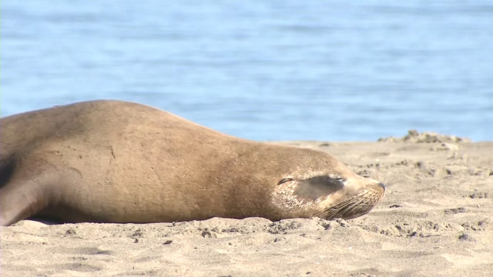 Toxic Tide: Warming Seas and El Niño Claim Sea Lion at Crissy Field