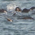 Tragedy on the Tide: Stranded Pod Perishes Off Northumberland Coast