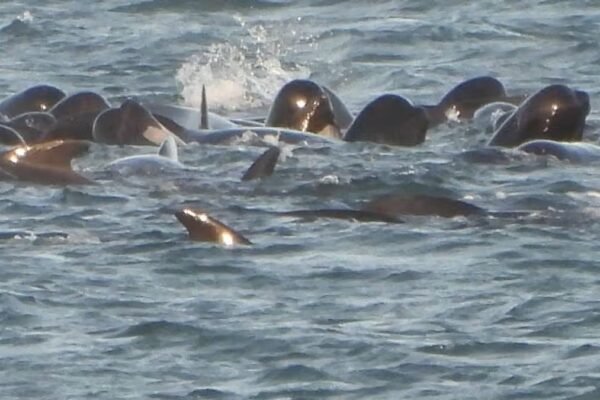 Tragedy on the Tide: Stranded Pod Perishes Off Northumberland Coast