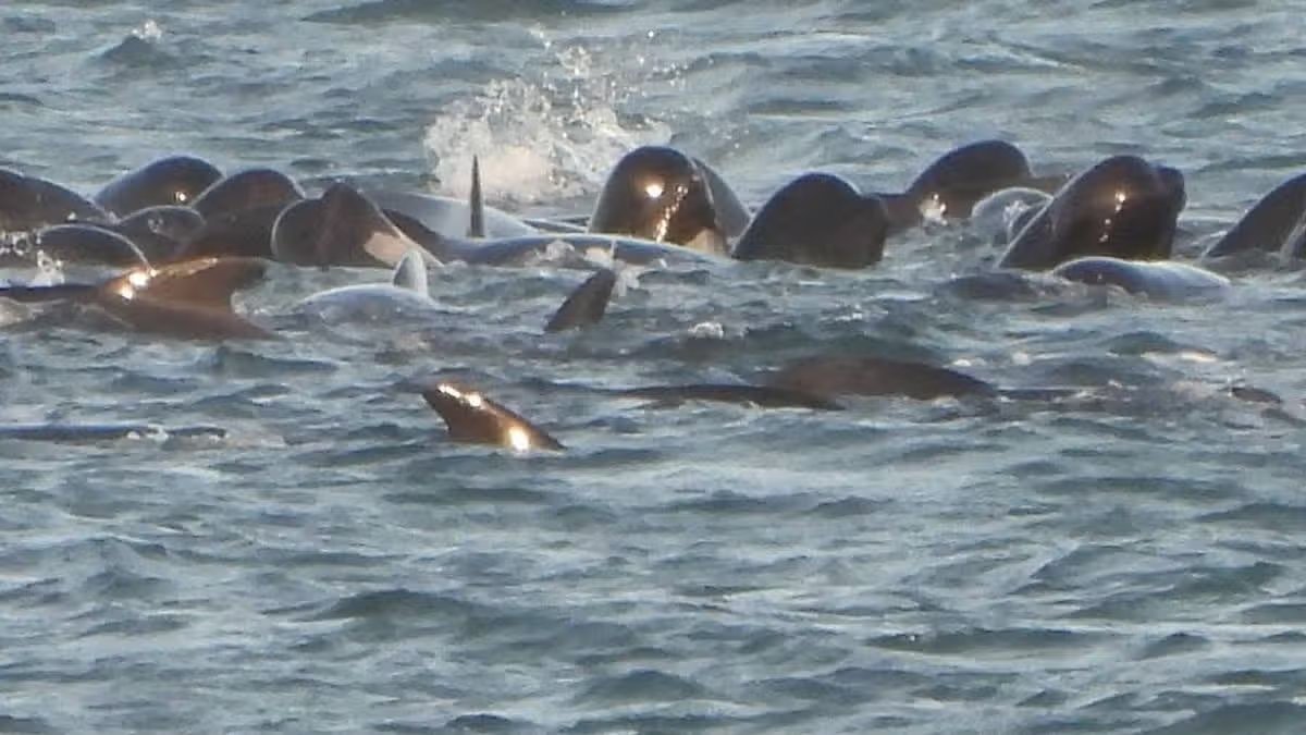 Tragedy on the Tide: Stranded Pod Perishes Off Northumberland Coast
