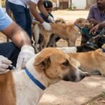 Vaccinating the Last Stray: The Global Race to Eradicate Rabies