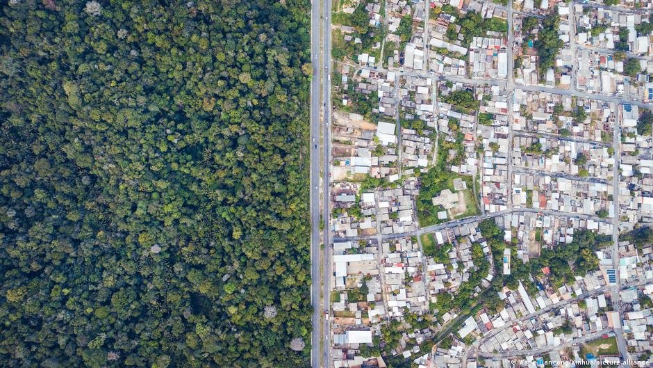 Vanishing Eden: The Silent Erasure of the Amazon’s Genetic Library