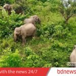 Vanishing Giants: Bangladesh Loses 146 Elephants to Decade-Long Crisis