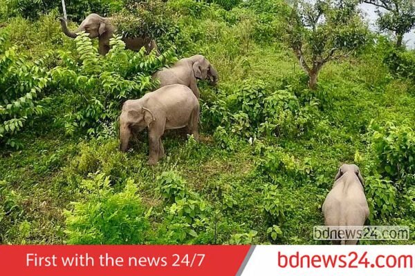 Vanishing Giants: Bangladesh Loses 146 Elephants to Decade-Long Crisis