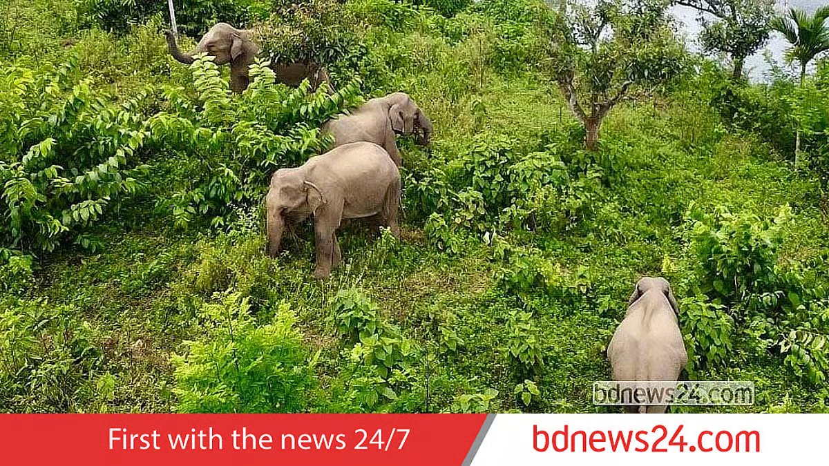 Vanishing Giants: Bangladesh Loses 146 Elephants to Decade-Long Crisis