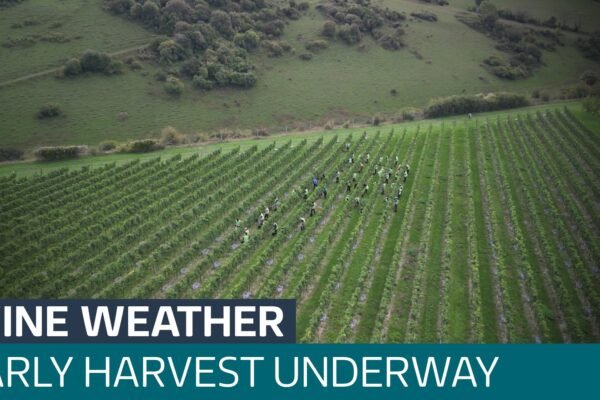 Vintage Rush: Record Heat Forces Early Harvest for Sparkling Wine Elite