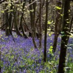 Wild Awakening: Public Tide Turns in Favor of Rewilding Britain