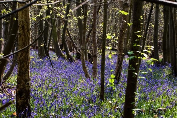 Wild Awakening: Public Tide Turns in Favor of Rewilding Britain
