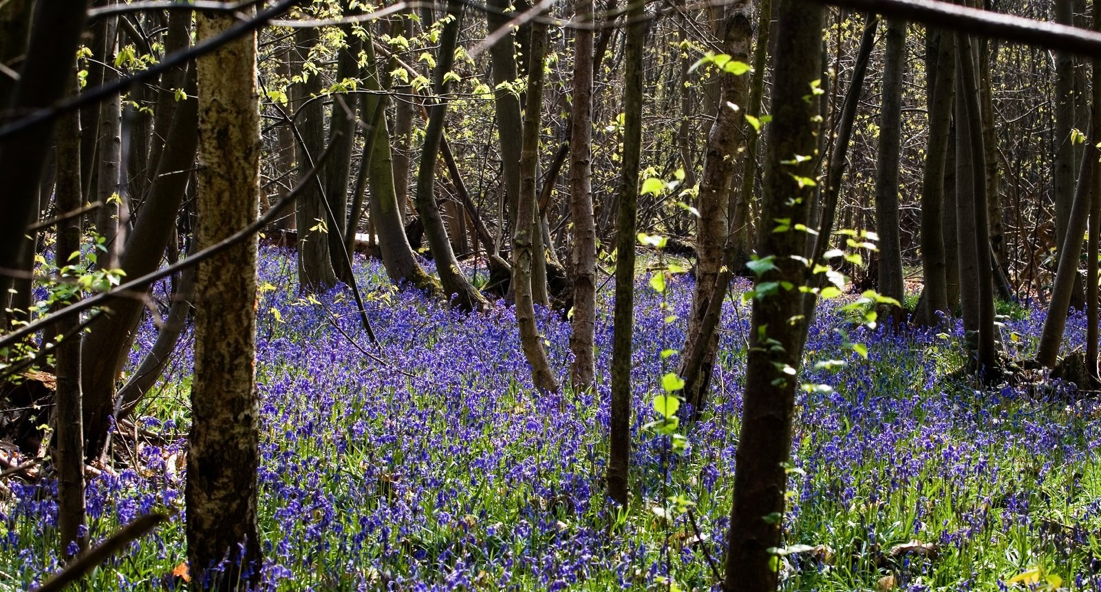 Wild Awakening: Public Tide Turns in Favor of Rewilding Britain