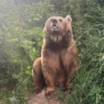 Wild Encounter: Man Survives Brutal Bear Mauling in South Kashmir