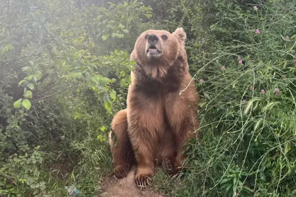 Wild Encounter: Man Survives Brutal Bear Mauling in South Kashmir