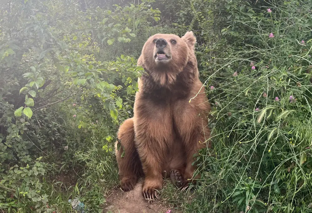 Wild Encounter: Man Survives Brutal Bear Mauling in South Kashmir