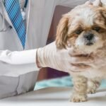 Wiltshire Dog Owner Hit With Hefty Fine After Ignoring Vital Pet Protocol