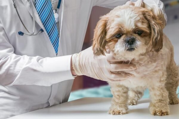 Wiltshire Dog Owner Hit With Hefty Fine After Ignoring Vital Pet Protocol