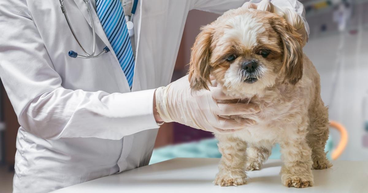 Wiltshire Dog Owner Hit With Hefty Fine After Ignoring Vital Pet Protocol