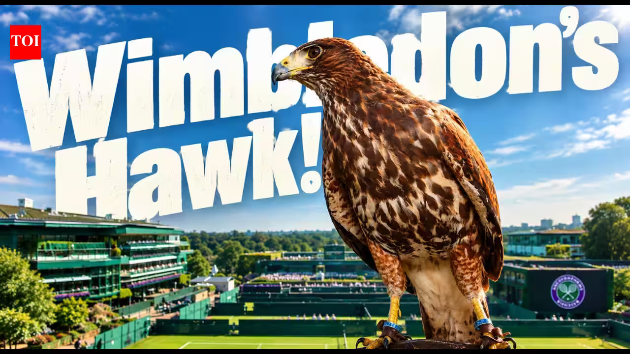 Wimbledon’s Secret Wingman: How Rufus the Hawk Rules the All England Club