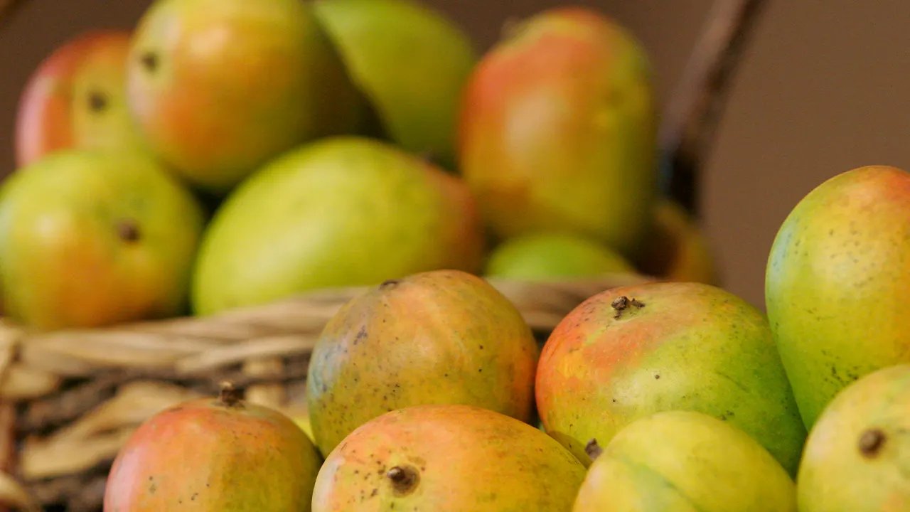 Walmart mangoes recalled over potential Salmonella contamination