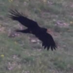 Record-breaking chough numbers recorded in Cornwall