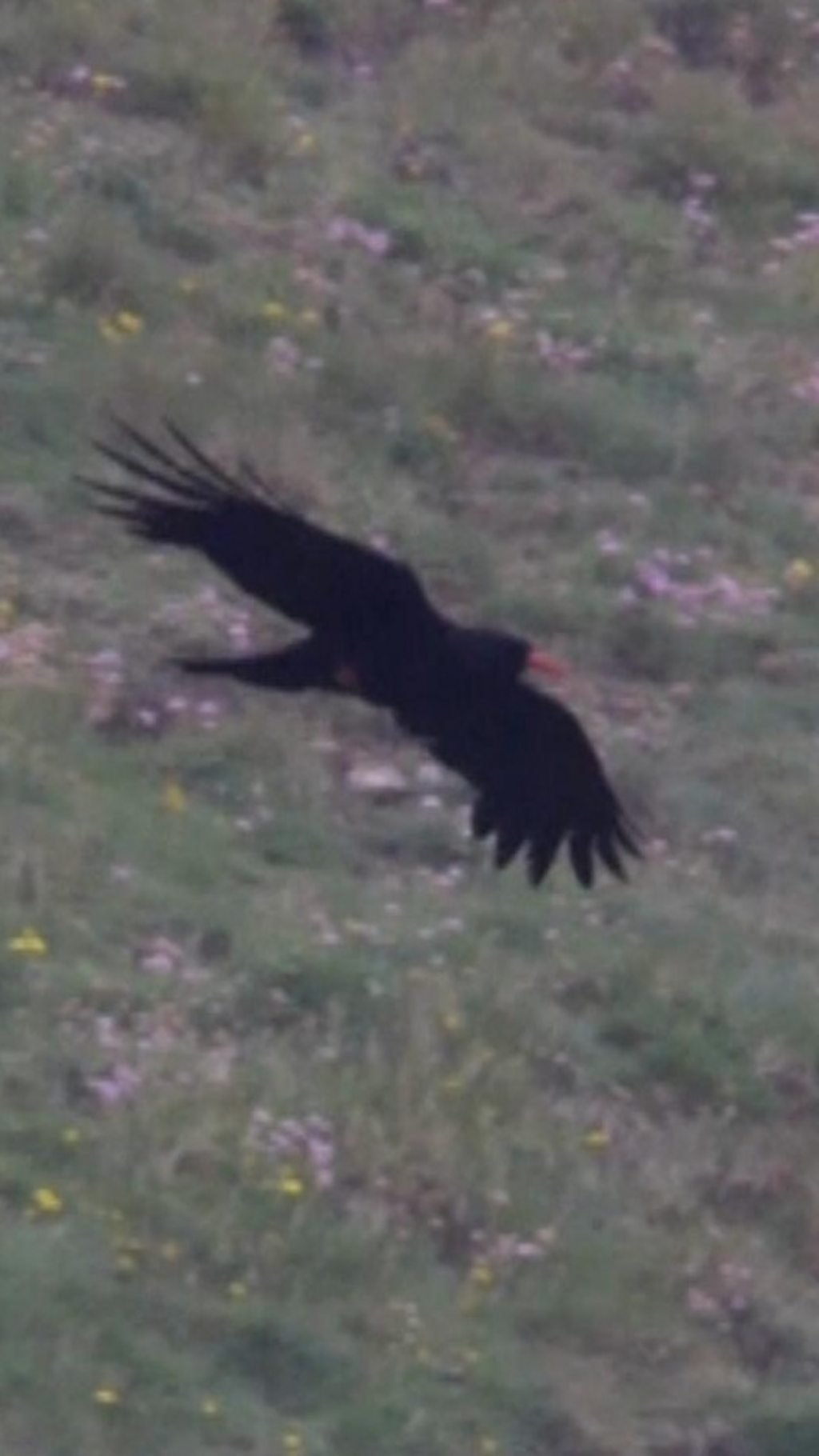 Record-breaking chough numbers recorded in Cornwall