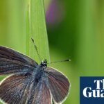 A Flutter of Hope: How Restored West Sussex Farmland Birthed a Butterfly Miracle