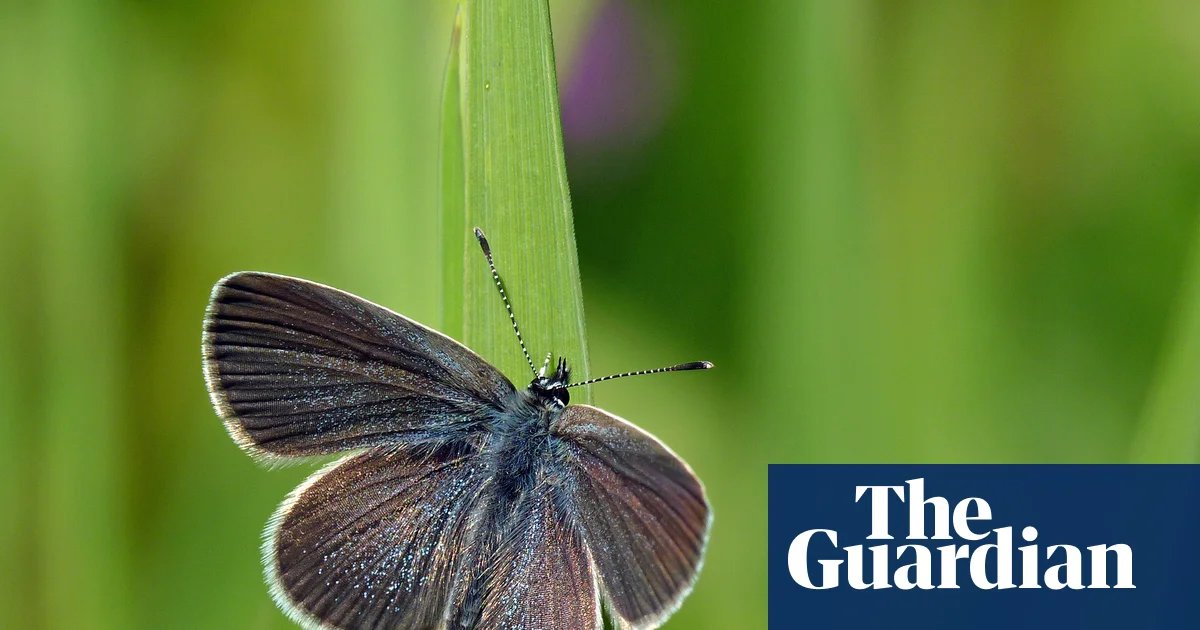 A Flutter of Hope: How Restored West Sussex Farmland Birthed a Butterfly Miracle