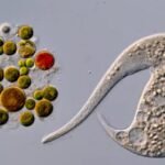 AI Disqualification Crowns New Champion in Nikon’s Motion Microscopy Contest