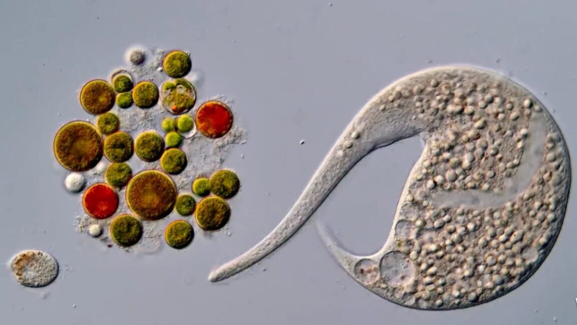 AI Disqualification Crowns New Champion in Nikon’s Motion Microscopy Contest
