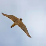 Abu Dhabi Unveils High-Stakes Blueprint for 2026-2027 Falconry Season