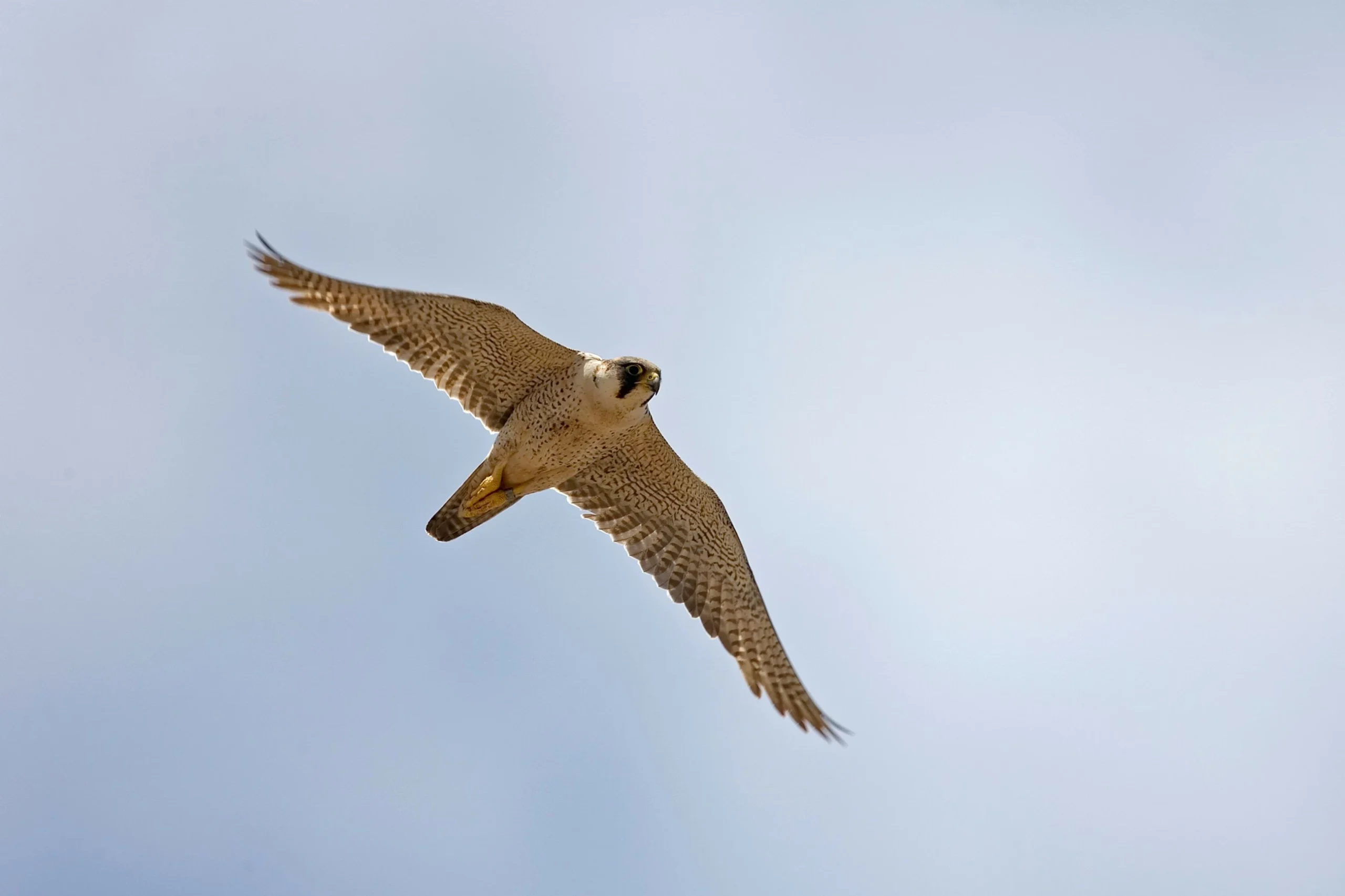 Abu Dhabi Unveils High-Stakes Blueprint for 2026-2027 Falconry Season