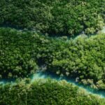 Against the Tide: Global Mangroves Stage a Resilient Comeback