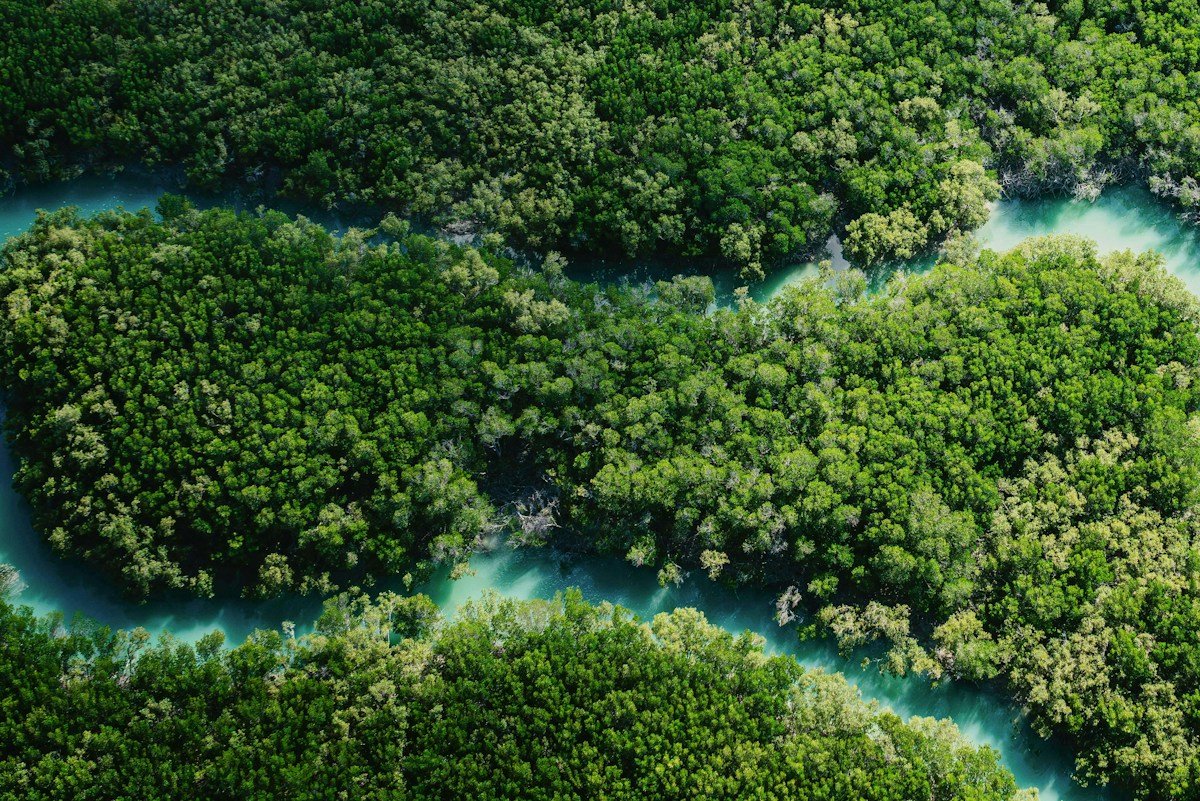 Against the Tide: Global Mangroves Stage a Resilient Comeback