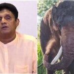 Agbo Alive and Thriving: Sajith Quells Fears Over Tusker’s Safety