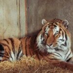 Altai the Tiger: Predator to Return to Enclosure Days After Fatal Mauling