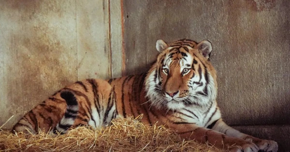 Altai the Tiger: Predator to Return to Enclosure Days After Fatal Mauling