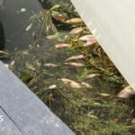 Anglian Water Facing Criminal Charges Following Mass Fish Die-Off in Cambridgeshire Dyke