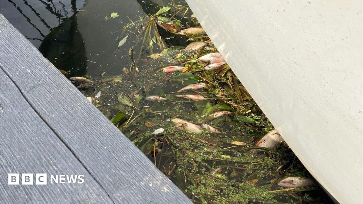 Anglian Water Facing Criminal Charges Following Mass Fish Die-Off in Cambridgeshire Dyke