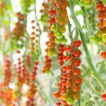 Architects of the Harvest: The Visionaries Redefining How We Feed the World
