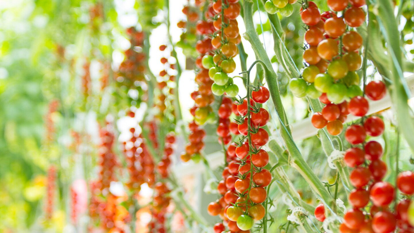 Architects of the Harvest: The Visionaries Redefining How We Feed the World