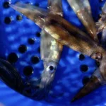 Arctic Chill: How a Labrador Sea Pulse Upended Northeast Fisheries