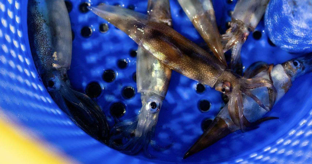 Arctic Chill: How a Labrador Sea Pulse Upended Northeast Fisheries