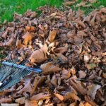 BBC’s Countryfile Issues Urgent Autumn Warning: Why Gardeners Must Put Down Their Tools