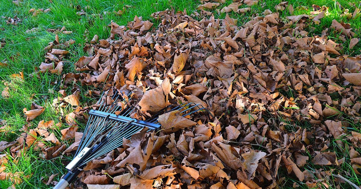 BBC’s Countryfile Issues Urgent Autumn Warning: Why Gardeners Must Put Down Their Tools