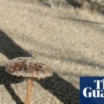 Beachcombing for Bloom: Where Fungi Meet the Tide