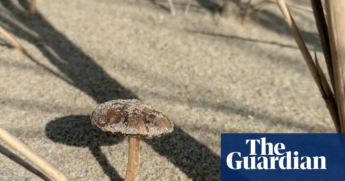 Beachcombing for Bloom: Where Fungi Meet the Tide